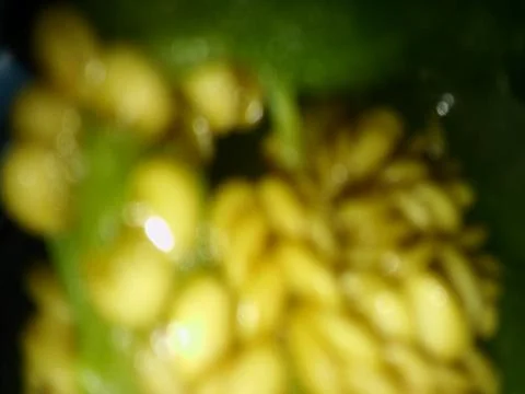 Abstract green background with different elements in blurry effect Foto stock