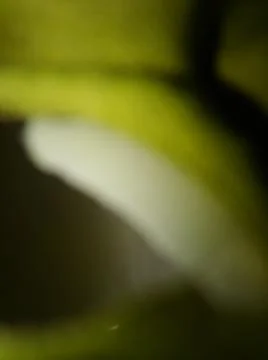 Abstract green background with different elements in blurry effect Stock Photos