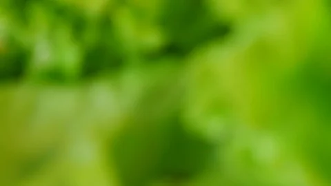 Abstract green background. Stock Footage 100631279