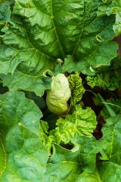 Abstract green background from a large leaf of a plant with texture Stock Photos