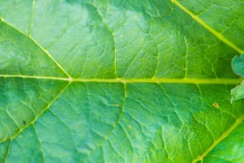 Abstract green background from a large leaf of a plant with texture Stock-Fotos
