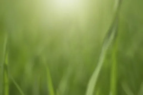 Abstract green  background or texture. Stock Photos