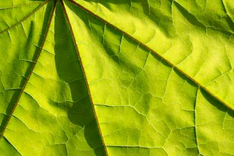 Abstract green background Stock Photos