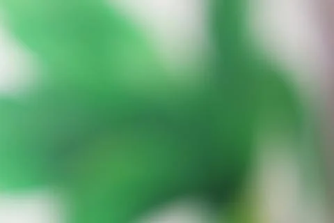 Abstract green background with soft blurred foliage and natural light bokeh.. Stock Photos