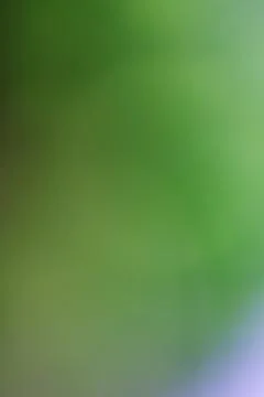 Abstract green background with soft out of focus natural light gradients Stock Photos