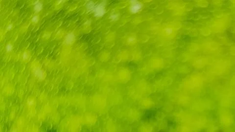 Abstract Green Blur Background with Soft Bokeh Effect Natural Fresh Texture Stock Photos