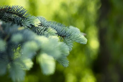 Abstract green blurred background with sprigs of fir. Stock Photos