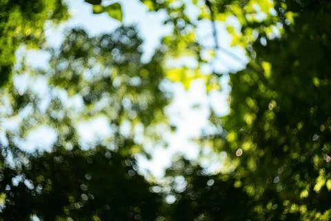 Abstract green bokeh background created by sunlight filtering through fores.. Stock Photos
