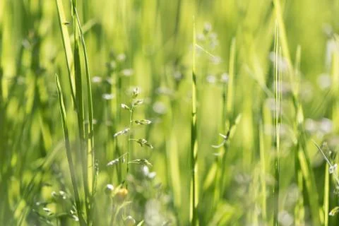 Abstract green bokeh background. Element of design. Stock Photos