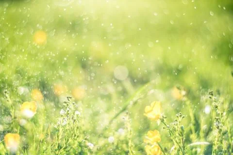 Abstract green bokeh background. Element of design. Stock Photos
