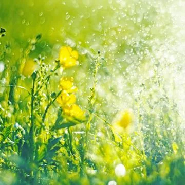 Abstract green bokeh background. Element of design. Stock Photos
