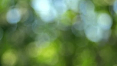 Abstract green bokeh background with shimmering sunlight filtering through lush Stock Footage 346639516
