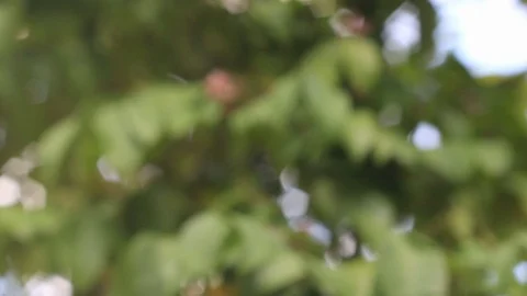 Abstract green bokeh light background Stock Footage 118521492