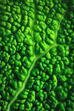 Abstract green cabbage leaf surface Stock Photos