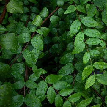 Abstract green dark leaf texture, nature background, tropical leaf Stock Photos