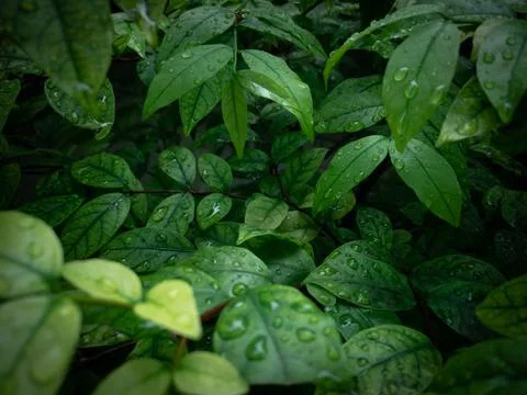 Abstract green dark leaf texture, nature background, tropical leaf Stock Photos