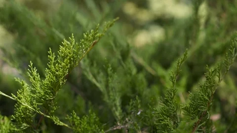 Abstract green foliage background with shallow depth of field Stock Footage 339353061