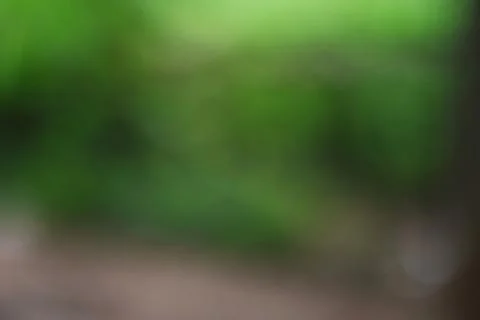Abstract green forest background with soft natural bokeh and blurred foliag.. Stock Photos