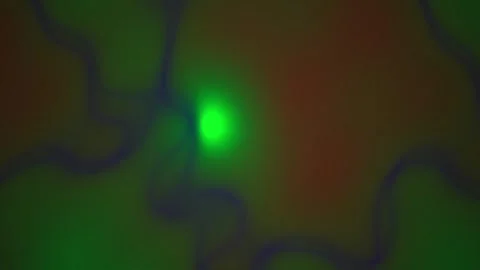 Abstract green glowing fluid background video featuring organic liquid cell.. Stock Footage 346343175