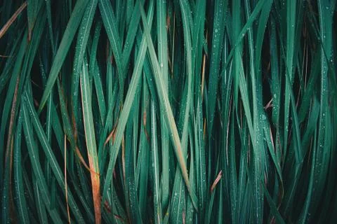 Abstract green grass leaf texture nature background. Stock Photos
