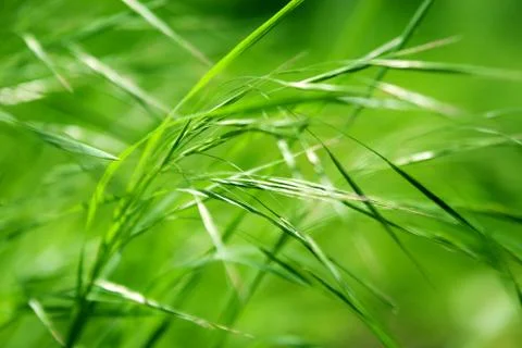 Abstract green grass Stock Photos