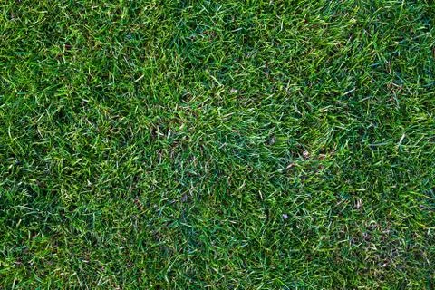 Abstract of Green Grass 스톡 사진