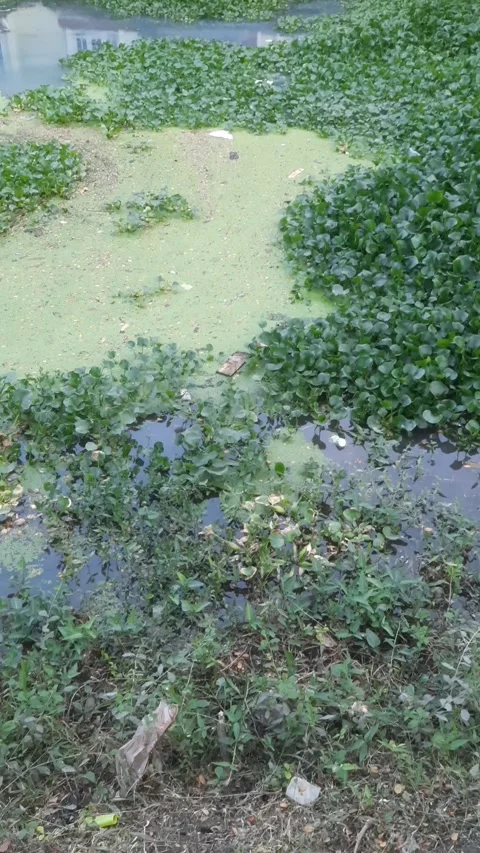 Abstract Green Lake, Vertical 4k Footage 스톡 동영상 339074875