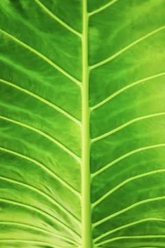 Abstract Green leaf background Stock Photos