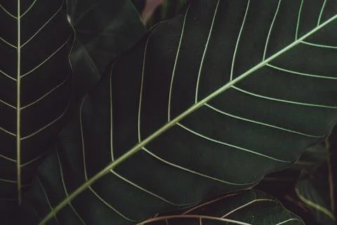 Abstract Green leaf for background Stock Photos