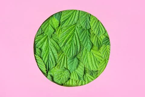 Abstract green leaf background Stock Photos