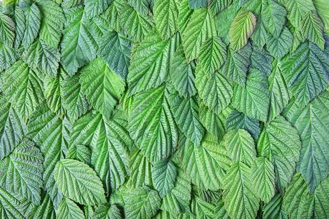 Abstract green leaf background Stock Photos