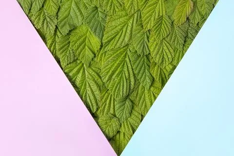 Abstract green leaf background Stock Photos