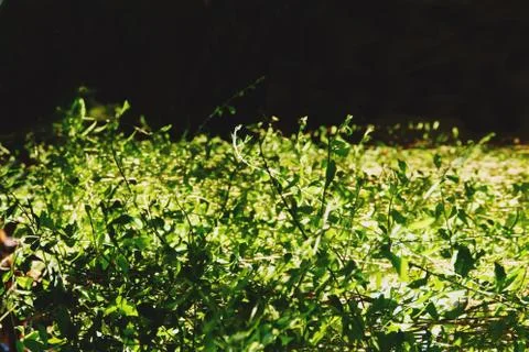 Abstract green leaf background texture close up Stock Photos