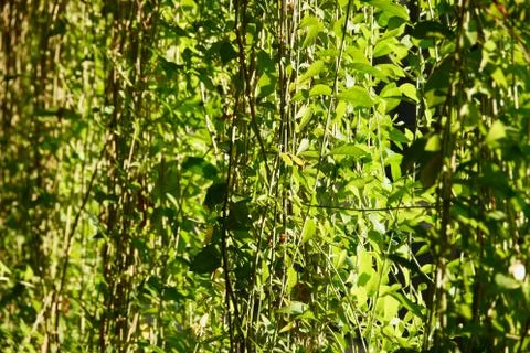 Abstract green leaf background texture close up Stock Photos