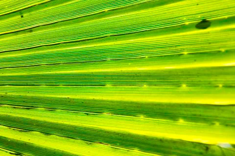 Abstract green leaf in blur 스톡 사진