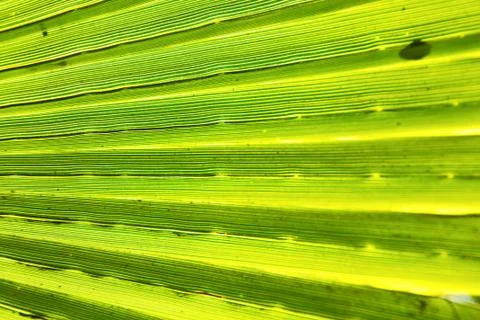 Abstract green leaf in blur 스톡 사진