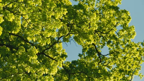 Abstract Green Leaf Canopy Background With Sunlit Texture Against Clear Blue Sky Video stock 338161474