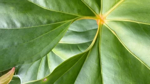 Abstract Green Leaf Layers with Veins and Curved Close-Up Texture 库存影片 342027281