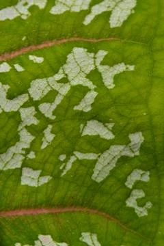 Abstract Green Leaf Macro Pattern Background 库存照片