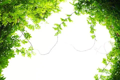 Abstract, Green leaf pattern nature dark green background. Foto stock