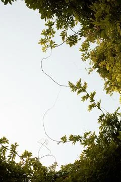 Abstract, Green leaf pattern nature dark green background Foto stock