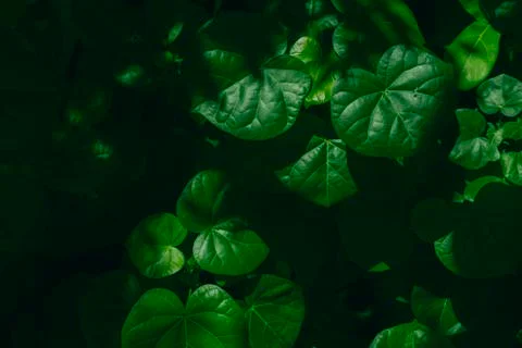 Abstract green leaf pattern texture background. Nice color tone of big tree l Stock Photos