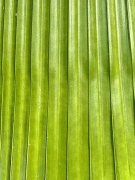 Abstract green leaf pattern with vertical lines 库存照片
