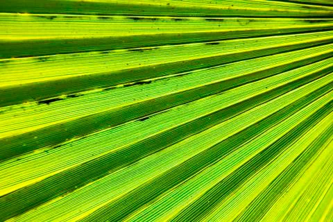 Abstract green leaf 스톡 사진
