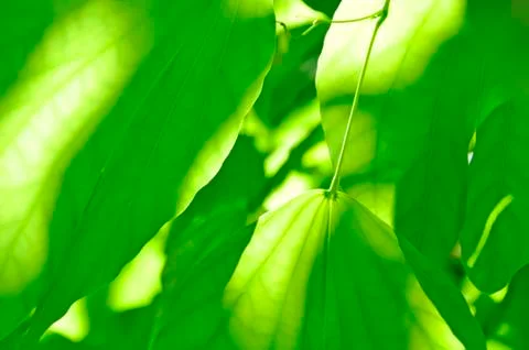Abstract green leaf Stock Photos