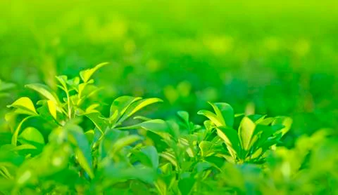 Abstract green leaf Stock Photos