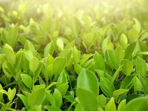 Abstract green leaf on sunlight background with copy space Stock Photos