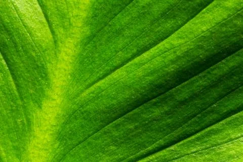 Abstract of Green Leaf Surface, Macro Stock Photos
