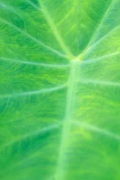 Abstract green leaf texture for background Stock Photos