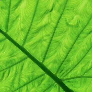 Abstract green leaf texture for background 스톡 사진